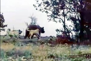 S&uuml;r&uuml;ye saldıran ayıyı &ccedil;oban k&ouml;peği uzaklaştırdı
