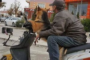 Motosiklet s&uuml;r&uuml;c&uuml;s&uuml; k&ouml;peği ile b&ouml;yle seyahat etti