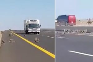 Maymunlar yolun karşısına b&ouml;yle ge&ccedil;ti