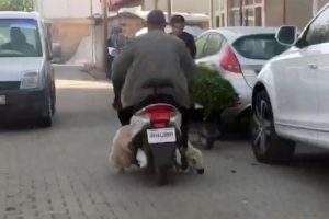 Motosiklette koyun var