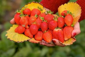 Bin 500 rakımda kasımda &ccedil;ilek hasadı