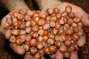 Giresun'da fındık fiyatı 10 liraya y&uuml;kseldi