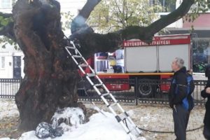 Bursa'da asırlık &ccedil;ınar ağacındaki yangın s&ouml;nd&uuml;r&uuml;ld&uuml;