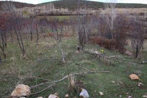 Hayvan otlatma yeri kavgası: 1 &ouml;l&uuml;, 1 yaralı
