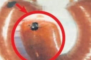 Vakumlanmış sucuktan b&ouml;cek &ccedil;ıktı!