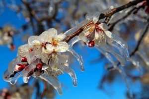 Meteorolojiden 'zirai don' uyarısı