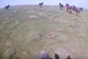 Dağda karşısına &ccedil;ıkan yılkı atlarıyla yarıştı