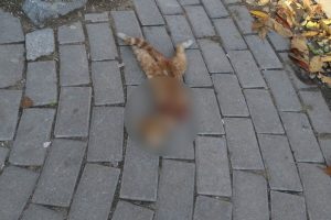 Kaldırım &uuml;zerine vahşet!