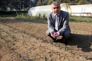 D&uuml;nyanın en pahalı bitkisi Bursa'da yetişiyor! Gramı 100 lira