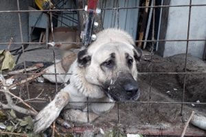 &Ccedil;oban k&ouml;peği boğulmaktan son anda kurtarıldı