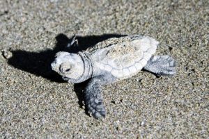 227 bin 696 caretta caretta yavrusu denizle buluştu