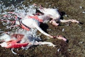 Flamingoları katlettiler!