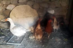 Kuş gribi kabusu geri d&ouml;nd&uuml;: 2 k&ouml;y karantinaya alındı