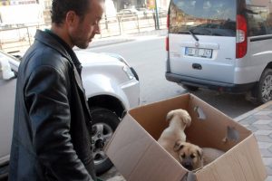 Hasta k&ouml;pekleri veterinere el arabasıyla taşıdı