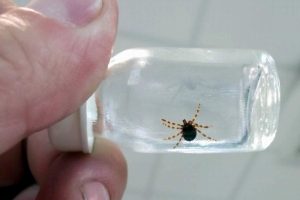 Yeni aşı geliştirebilmek i&ccedil;in kene &uuml;retim merkezi kurdu