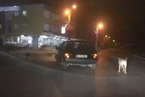 Otomobille &ccedil;ekilen k&ouml;peğin g&ouml;r&uuml;nt&uuml;leri y&uuml;rek burktu