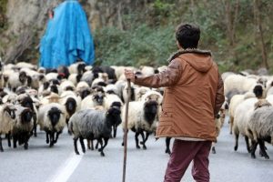 Son yaylacılar da d&ouml;nd&uuml;