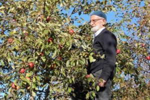 'Misket elması'nın kaybolmaması i&ccedil;in fidanlarını &uuml;cretsiz dağıtıyor