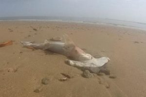 K&ouml;pekbalıkları kıyıya vurdu