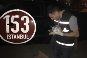 Yaralı martının imdadına belediye ekipleri yetişti