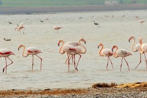 Flamingolar Bodrum'a akın etti