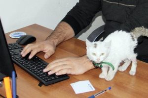 Yeni mesai arkadaşları 'C&uuml;c&uuml;'