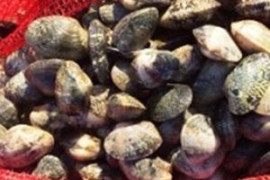Balıkesir'de 8 ton ka&ccedil;ak midye ele ge&ccedil;irildi