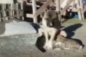 Kangal k&ouml;peği yavru kediye annelik yapıyor