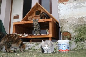 Bursa Da Kedi Ve Kopekler Kisi Ev Lerinde Gecirecek Bursada Bugun Bursa Bursa Haber Bursa Haberi Bursa Haberleri Bursa