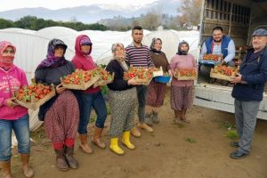 Yaz &ccedil;ileğini kışın da &uuml;rettiler