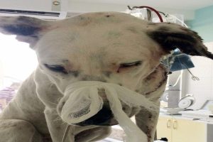 Yaralı k&ouml;peğin r&ouml;ntgen filmini g&ouml;renler şok oldu