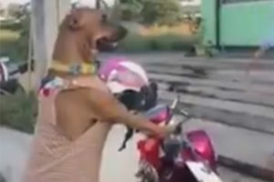 Sevimli k&ouml;pek sahibini b&ouml;yle bekledi