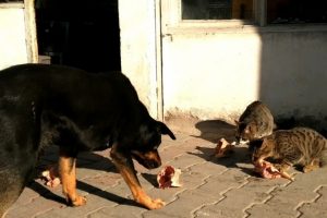 "Karabaş" arkadaşına d&ouml;nd&uuml;