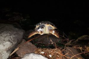 İzmir'de caretta caretta karaya vurdu