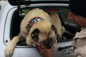 K&ouml;pek d&ouml;v&uuml;şt&uuml;ren kişilere operasyon!