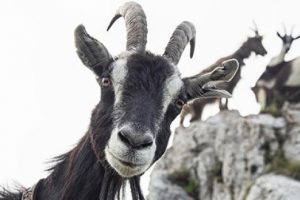 Ke&ccedil;i, &ccedil;obanı hastanelik etti
