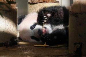 Japonya'da panda yavrusu g&ouml;r&uuml;c&uuml;ye &ccedil;ıktı