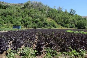 İşte T&uuml;rkiye'nin 'coğrafi işaret belgesi' alan ilk bitkisi