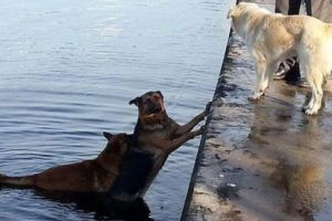Denize d&uuml;şen k&ouml;peği arkadaşı kurtardı!