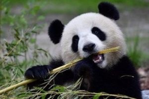 Panda dışkısından pe&ccedil;ete &uuml;retildi