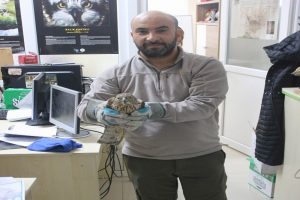 Yaralı &ccedil;akırkuşunu ekolog kurtardı
