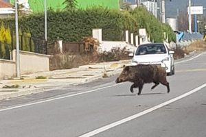 Yaban domuzları şehre indi