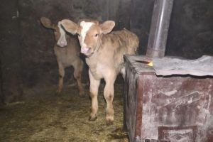 Buzağılar &uuml;ş&uuml;mesin diye ahıra soba kurdu