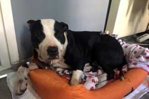 K&ouml;peğine saldıran pitbull'u bı&ccedil;akladı
