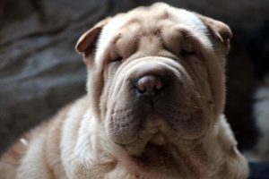 Yurda ka&ccedil;ak getirilen yavru k&ouml;pekler a&ccedil;ık artırma ile satılacak