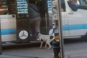 K&ouml;peğin dolmuşa binme &ccedil;abası g&uuml;ld&uuml;rd&uuml;