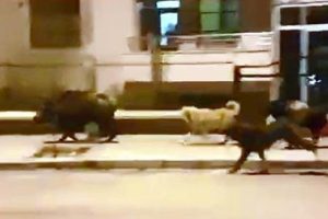 Kent merkezine inen domuzları sokak k&ouml;pekleri kovaladı