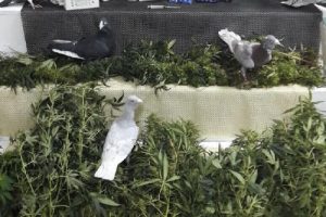 G&uuml;vercin kafesinde skunk &uuml;retmiş!