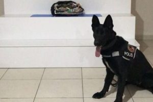 Uyuşturucuyu narkotik k&ouml;peği 'Alfi' buldu