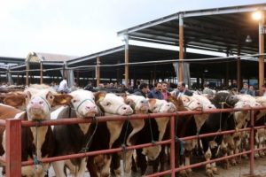 Bursa dağ y&ouml;resine modern hayvan pazarı
